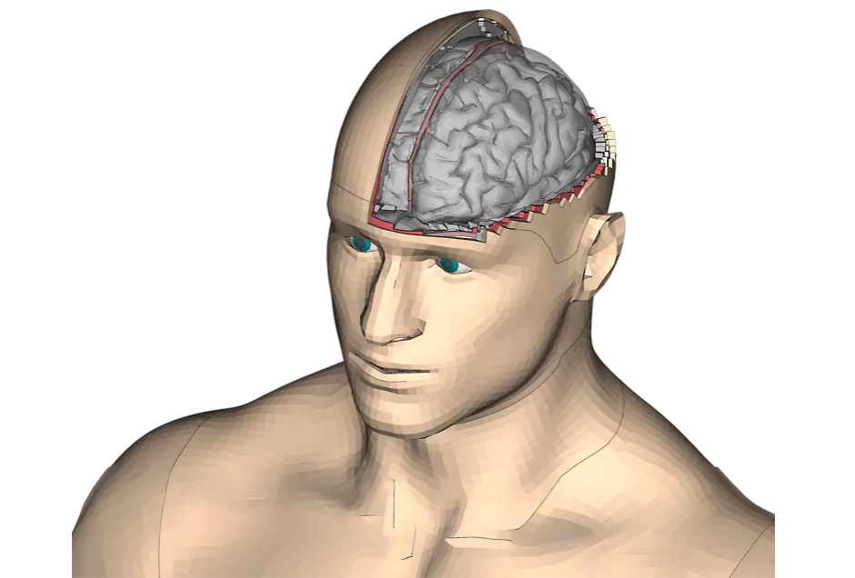 Hans 人體模型(1)